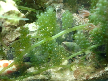  Caulerpa racemosa (Grape Macroalgae)